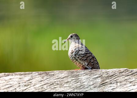 Colomba scalata (Columbina squammata), nota anche come colomba scalata, colomba Ridgways, colomba macchiata e zebra sudamericana. Dipartimento di Cesar. Fauna selvatica e Foto Stock