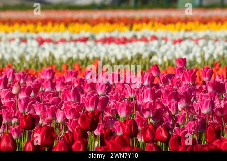 Campo di tulipani, scarpe di legno lampadina Co., Clackamas County, Oregon Foto Stock