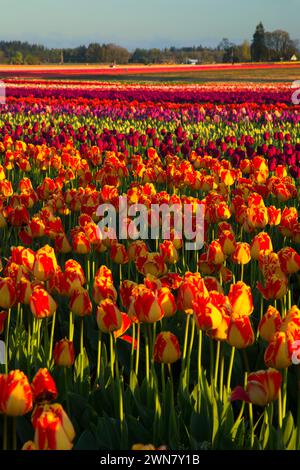Campo di tulipani, scarpe di legno lampadina Co., Clackamas County, Oregon Foto Stock