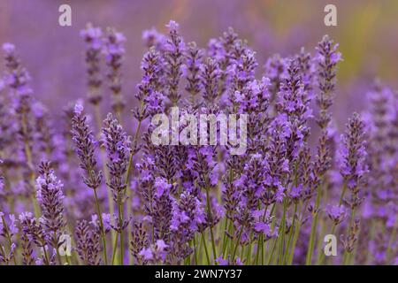 La lavanda e lavanda di montagna, Washington County, Oregon Foto Stock