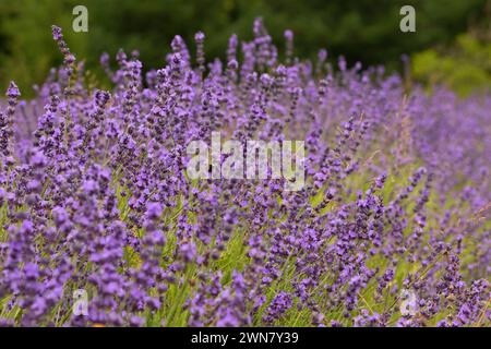 La lavanda e lavanda di montagna, Washington County, Oregon Foto Stock