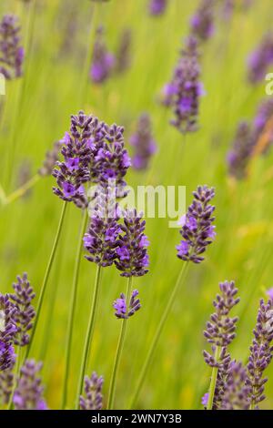 La lavanda e lavanda di montagna, Washington County, Oregon Foto Stock