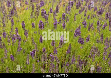 La lavanda e lavanda di montagna, Washington County, Oregon Foto Stock