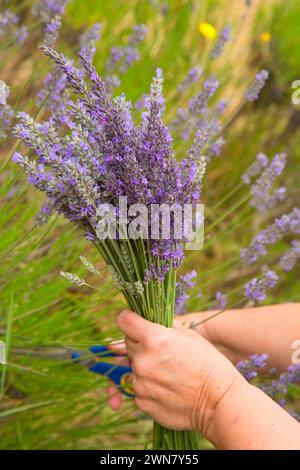 La lavanda e lavanda di montagna, Washington County, Oregon Foto Stock