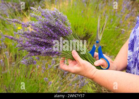 La lavanda e lavanda di montagna, Washington County, Oregon Foto Stock