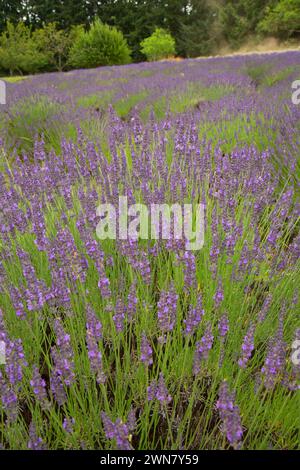 La lavanda e lavanda di montagna, Washington County, Oregon Foto Stock