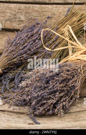 La lavanda e lavanda di montagna, Washington County, Oregon Foto Stock