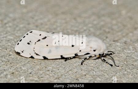 Falena di palude salata (Estigmene acrea) maschio su un marciapiede, vista laterale con spazio per copia. Specie di insetti comuni presenti in tutti gli Stati Uniti, Messico e Colombia. Foto Stock