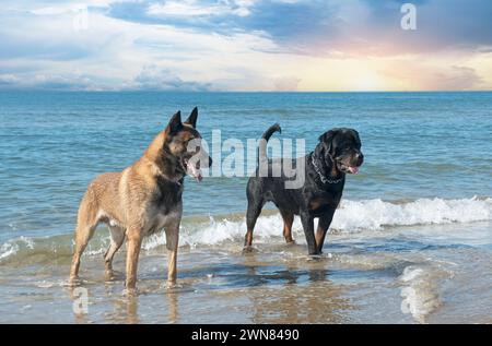 giovane rottweiler e malinois sulla spiaggia Foto Stock