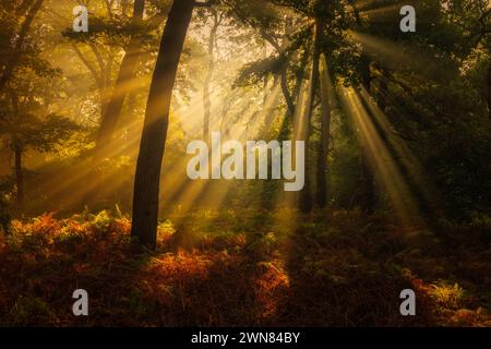 Le arpe solari gettano la loro luce solare attraverso gli alberi della foresta di Norgerholt in una splendida mattina autunnale vicino a Norg a Drenthe, nei Paesi Bassi Foto Stock