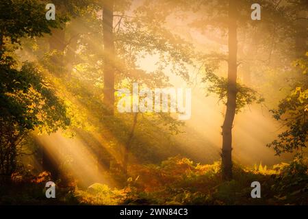 Le arpe solari gettano la loro luce solare attraverso gli alberi della foresta di Norgerholt in una splendida mattina autunnale vicino a Norg a Drenthe, nei Paesi Bassi Foto Stock