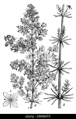 Galium verum, a, b pianta, c fiore, Galium verum, (libro di botanica, 1898), Echtes Labkraut, a, b Pflanze, c Blüte, Caille-lait jaune, a, b plante, c fleur Foto Stock