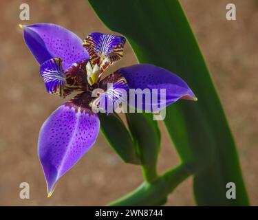 Vista ravvicinata del luminoso fiore neomarica caerulea viola, noto anche come Iris da passeggio o Iris d'apostolo isolato all'aperto su sfondo naturale Foto Stock