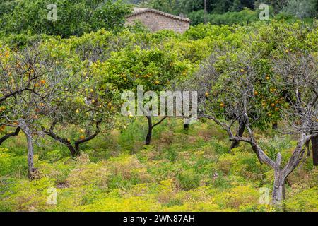 Fornalutx, Soller Valley Route, Maiorca, Isole Baleari, Spagna Foto Stock