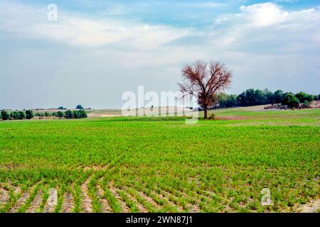 Paesaggio agricolo nell'oasi del deserto di Thar Foto Stock