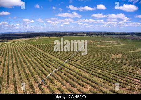 Veduta aerea di un vasto campo agricolo con file di colture sotto un cielo blu con soffici nuvole con sistema di irrigazione a perno centrale Foto Stock