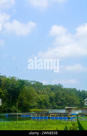 scena un campo piantato con verdure e alcuni anche riso piantato. molto ampia, per quanto l'occhio può vedere le piante. Situato a Wonosobo, Indonesia. niente fastidio Foto Stock