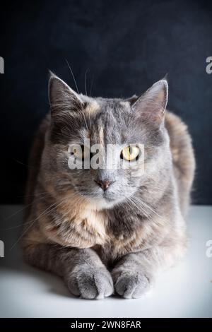 Bellissimo gatto grigio disteso sul divano. Foto Stock