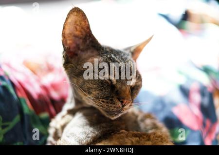 Adorabile gatto Devon Rex. Primo piano. Foto Stock