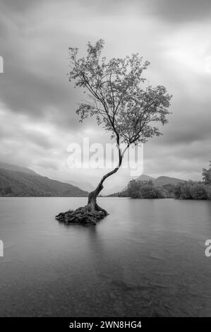 L'albero solitario, Llanberis, Snowdonia. Bianco e nero. l'acqua è molto calma, con le nuvole che si muovono attraverso il cielo. Foto Stock