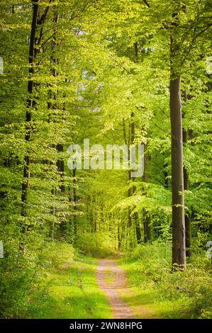 Un sentiero escursionistico attraverso una foresta di faggi verde chiaro in primavera Foto Stock