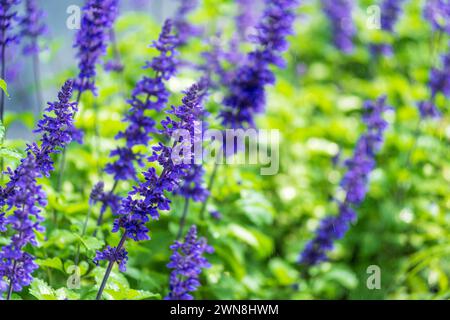 Primo piano di guglie mistiche di salvia viola piante blu crogiolate alla luce soffusa del sole, con un fresco sfondo naturale Foto Stock