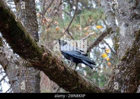 Un corvo appollaiato su un ramo d'albero nella foresta Foto Stock