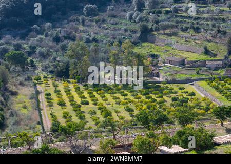 Valldemossa, Isole Baleari, Spagna, paesaggio aereo di Valledemossa con alberi, solo editoriale. Foto Stock