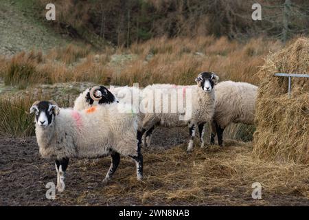 Pecore di Swaledale sulla brughiera in inverno Foto Stock