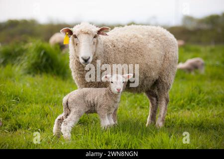 Grande pecora di lana con nuovo agnello in erba verde Foto Stock