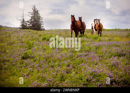 Quattro cavalli che corrono attraverso campi di erba verde e fiori di lupino Foto Stock