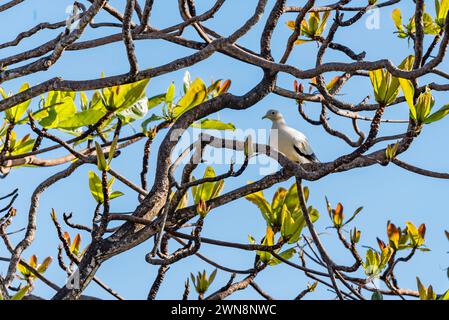 Piccione imperiale Torresian (Ducula spilorrhoa), piccione Nutmeg bianco, piccione imperiale australiano o piccione dello stretto di Torres in un albero di mogano africano Foto Stock