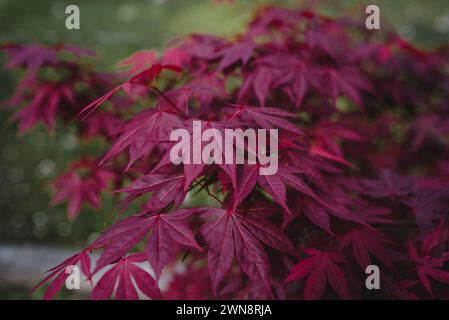 acero giapponese rosso viola nel giardino Foto Stock