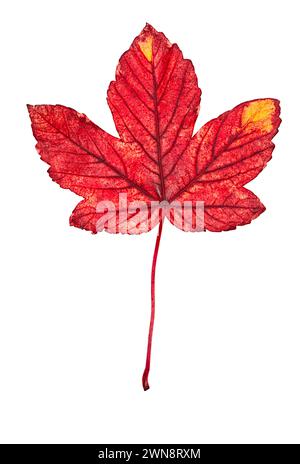 Red maple leaf isolati su sfondo bianco Foto Stock