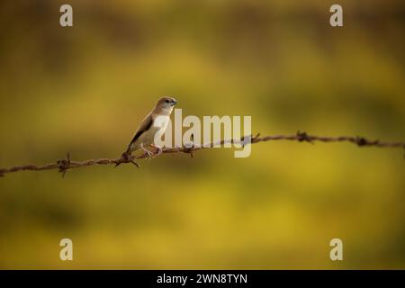 L'uccello indiano in silverbill arroccato sul filo con sfondo sfocato Foto Stock