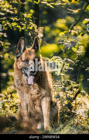 Un cane da pastore tedesco siede nel bosco, un maestoso carnivoro con un mantello fawn Foto Stock