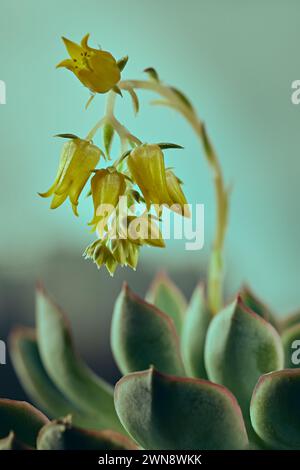 La bellezza e i fiori carnosi e le foglie di Echeveria Pulidonis Foto Stock