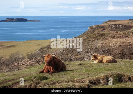 Due mucche (bestiame delle Highland) su una scogliera che si affaccia sul mare e sulle Ebridi interne (foto da Mull) Foto Stock