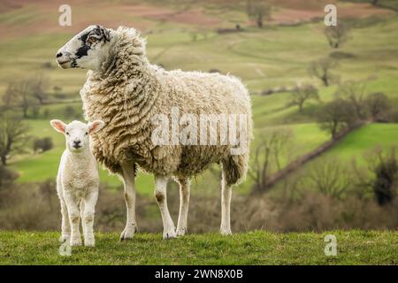 Swaledale mule ewe, o pecore femminili che guardano a sinistra e il suo giovane agnello rivolto in avanti, con uno sfondo delle Yorkshire Dales alla fine di febbraio. Foto Stock