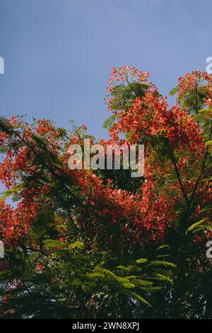 Delonix fiorisce con fiori rossi, isola DI BALI Foto Stock