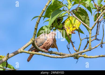 Colomba (Zenaida auriculata), uccello colomba del nuovo mondo. Ecoparque Sabana, dipartimento di Cundinamarca. Fauna selvatica e birdwatching in Colombia. Fauna selvatica e b Foto Stock