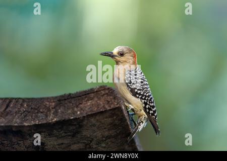 Il picchio a corona rossa (Melanerpes rubricapillus) è una specie di uccello della sottofamiglia Picinae della famiglia Picidae. Rionegro, Antioquia Foto Stock