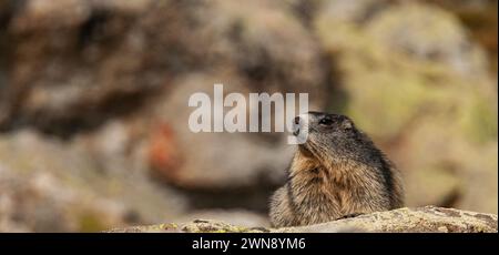 Marmotta alpina sulle rocce del Parco Nazionale del Mercantour nel sud-est della Francia Foto Stock