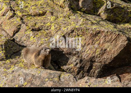 Marmotta alpina sulle rocce del Parco Nazionale del Mercantour nel sud-est della Francia Foto Stock