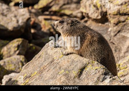 Marmotta alpina sulle rocce del Parco Nazionale del Mercantour nel sud-est della Francia Foto Stock