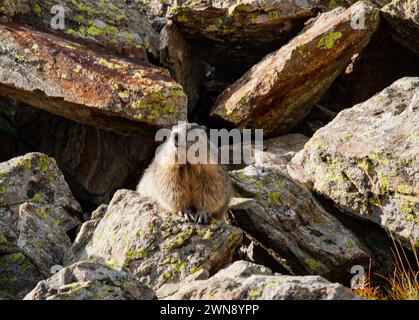 Marmotta alpina sulle rocce del Parco Nazionale del Mercantour nel sud-est della Francia Foto Stock