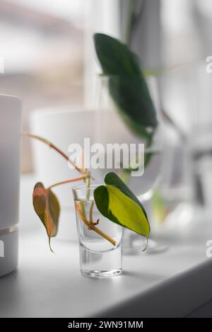 Germinazione di piante domestiche a casa. Foto Stock