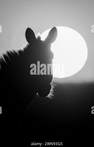 Una zebra di pianura si staglia nella silhouette mentre il sole sorge sopra l'orizzonte all'alba. E' retroilluminato, quindi tutto quello che potete vedere è il contorno della sua testa e della sua criniera. Foto Stock