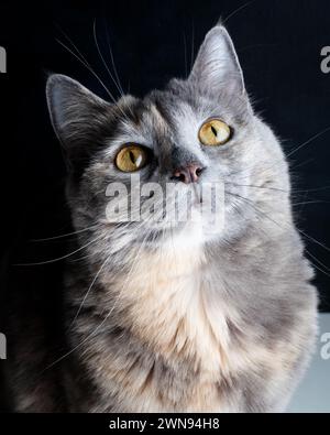 Primo piano di un gatto grigio su sfondo nero. Foto Stock