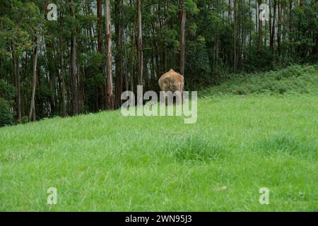 Un elefante asiatico che passeggia in un prato erboso Foto Stock